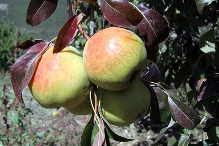 果园树枝上的大梨子图片