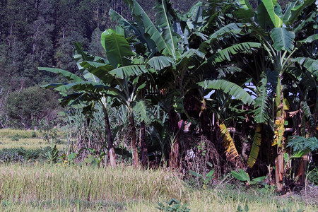 尼泊尔香蕉树和稻田图片