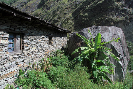 尼泊尔石块农庄附近大香蕉树图片