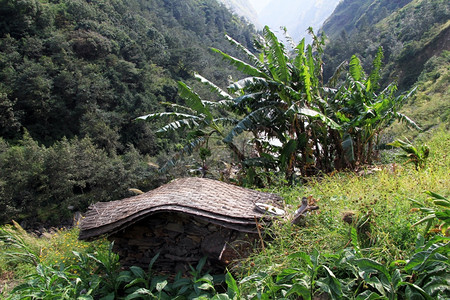 尼泊尔山区小屋和大香蕉树图片