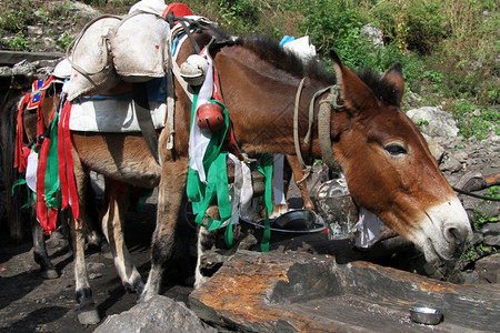 驴子在尼泊尔村休息图片
