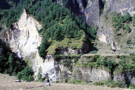 尼泊尔山区松树林图片