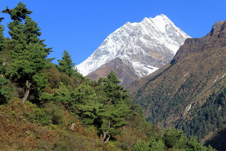 尼泊尔山区的松树和雪图片
