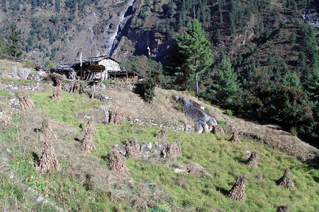 尼泊尔山区的实地收获图片