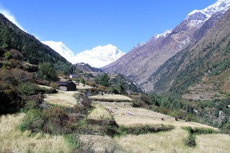 尼泊尔村附近田地的收获图片