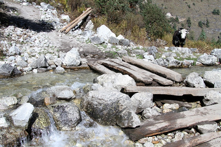 尼泊尔河对面的Yak和木桥图片