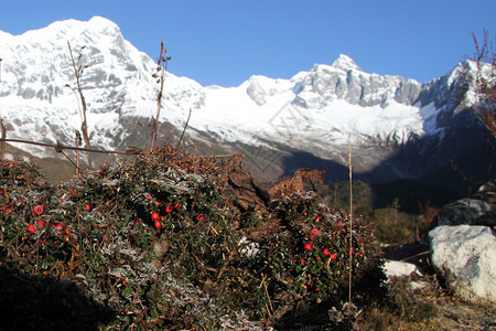 尼泊尔的红莓和雪山图片