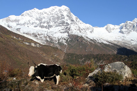 尼泊尔马纳斯卢的亚克山和雪峰图片