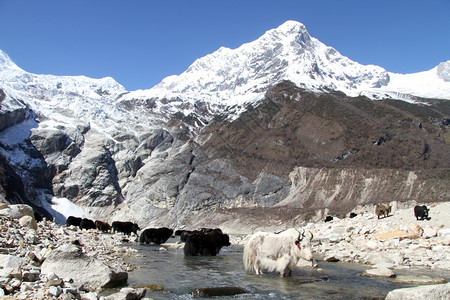 尼泊尔山附近河流中的亚克斯高清图片