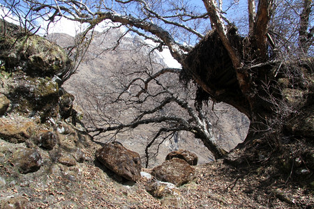 尼泊尔Samagoon村大树图片