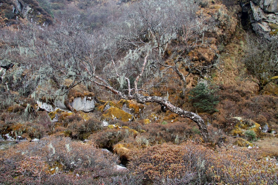 尼泊尔Bimtang附近山区的森林图片