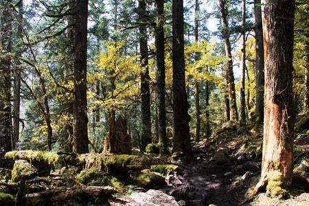 尼泊尔山中秋森林的足迹背景图片