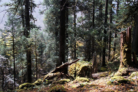 尼泊尔山林秋天中落树图片