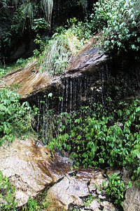 尼泊尔的水滴和湿岩图片