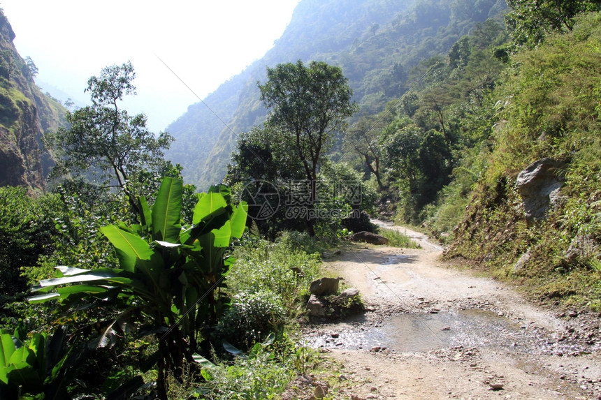 大香蕉树靠近山地的土路iunNepal图片