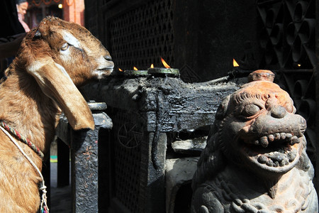 尼泊尔Bhaktapur神庙附近献祭的山羊图片