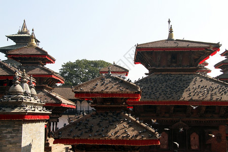 尼泊尔KhatmanduDurbar广场的瓷砖屋顶上鸽子图片