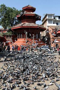 尼泊尔哈特曼杜杜布斯尔广场上的鸽子图片