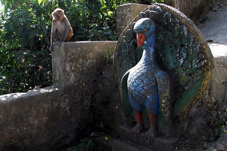尼泊尔加德满都Swayambhunathstupa楼梯附近的小猴子和石头天鹅图片