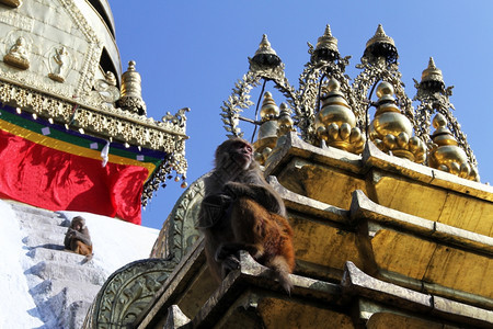 尼泊尔加德满都白尖塔斯瓦扬布hunath的猴子图片