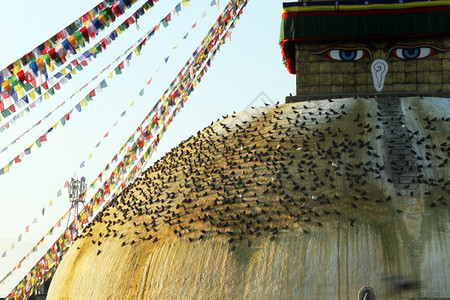 尼泊尔加德满都的鸟类和StupaBodnsth图片