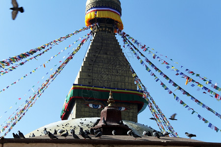 尼泊尔加德满都StupaBodnath上的鸽子图片