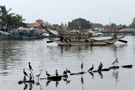 斯里兰卡内贡博河上渔船和鸟类图片