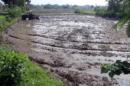 斯里兰卡湿稻田和跟踪者图片