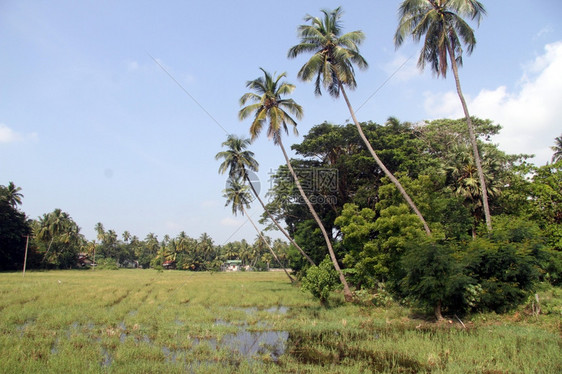 斯里兰卡稻田和棕榈树上的水图片