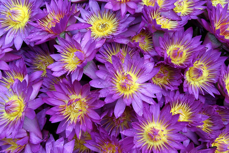许多紫罗兰彩花瓣朵图片