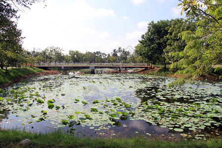 斯里兰卡Anuradhapura的桥梁和池塘图片