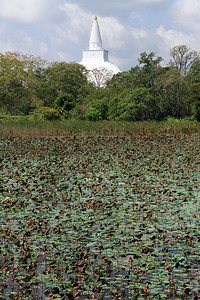 斯里兰卡阿努拉达普拉的荷花池和白色佛塔图片
