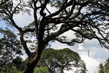 斯里兰卡Anuradhapura非常大和白色的树图片