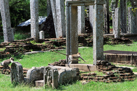 猴子跑在斯里兰卡Anuradhapura的布吉斯寺庙废墟上图片