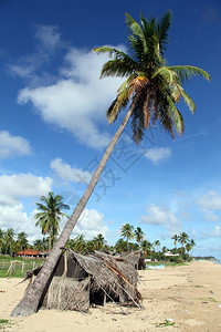 斯里兰卡尼拉韦利海滩棕榈树下挂图片