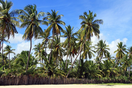 斯里兰卡乌韦利海滩椰子棕榈树图片