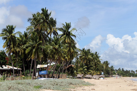 斯里兰卡乌韦利海滩上的棕榈树图片