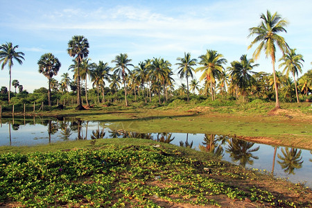 斯里兰卡尼拉韦利海滩附近的绿草和棕榈树图片