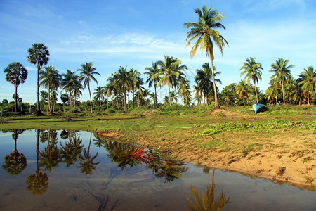 斯里兰卡尼拉维利海滩棕榈树和水图片