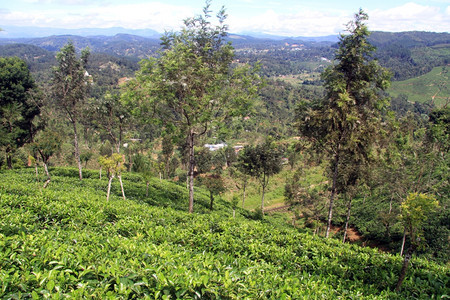 斯里兰卡哈普塔勒附近有树木的茶叶种植园图片