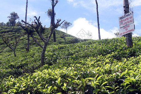 斯里兰卡哈普塔莱附近最老的茶叶种植园图片
