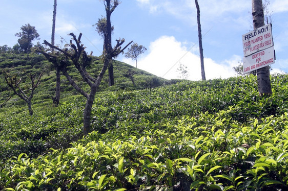 斯里兰卡哈普塔莱附近最老的茶叶种植园图片