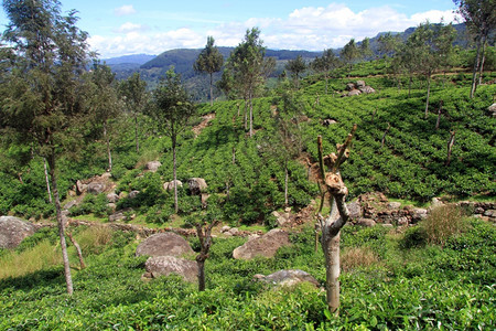 斯里兰卡哈普塔勒附近有树木的茶叶种植园图片