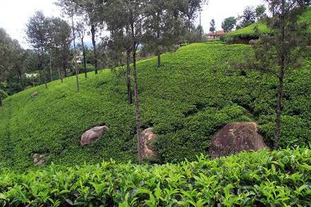 斯里兰卡哈普塔勒附近有树木的茶叶种植园图片