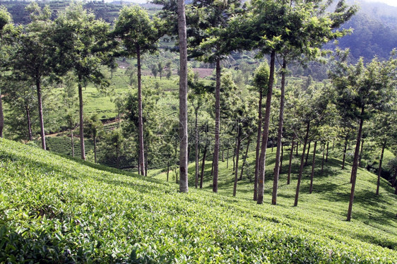 斯里兰卡NuwaraEliya附近的茶叶种植园图片