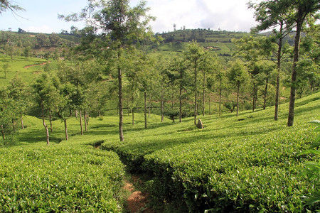 斯里兰卡NuwaraEliya附近的茶叶种植园图片