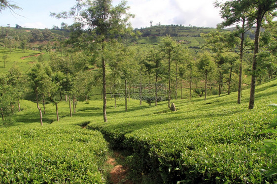 斯里兰卡NuwaraEliya附近的茶叶种植园图片