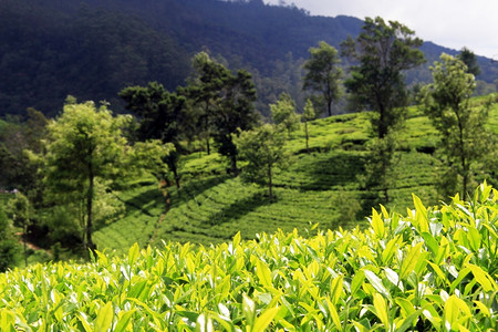 斯里兰卡NuwaraEliya附近种植园的亮茶叶图片