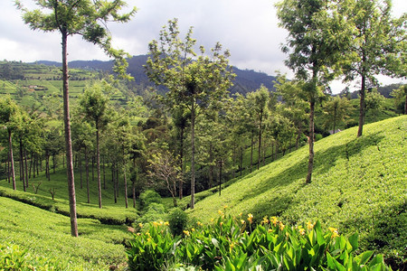 斯里兰卡NuwaraEliya附近有树木的茶叶种植园图片