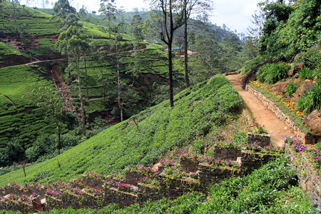 斯里兰卡NuwaraEliya附近茶叶种植园的足迹图片